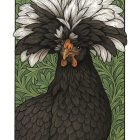 White Crested Black Polish Hen greeting card – William Morris style poultry illustration on blank A7 card with envelope